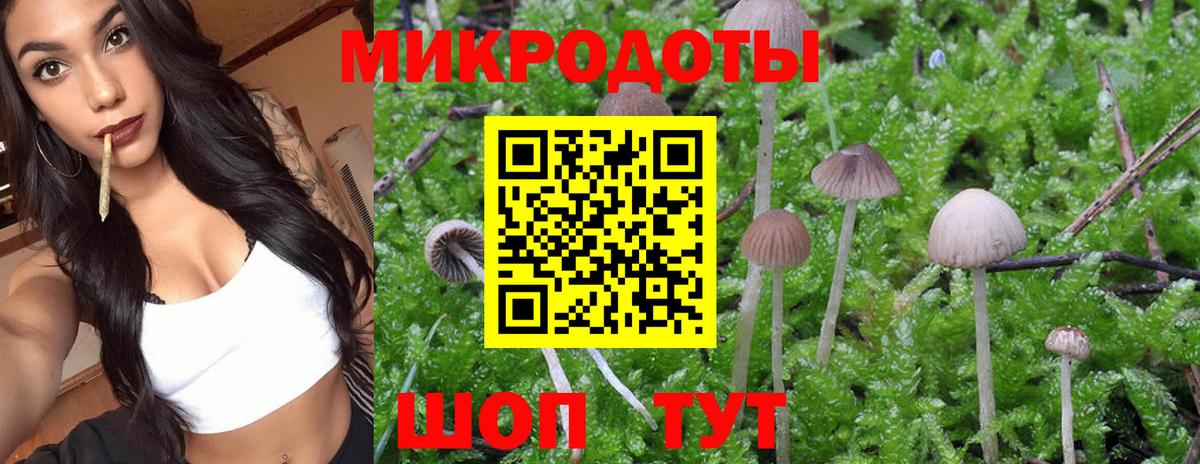 Псилоцибиновые грибы Psilocybine cubensis Сорочинск